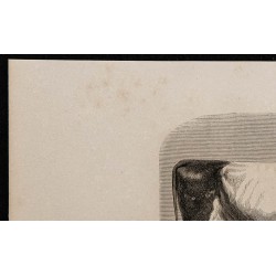 1860 - Vache drapée du Somersetshire 