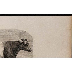1860 - Vache drapée du Somersetshire 