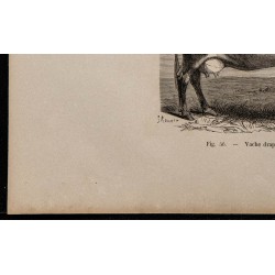 1860 - Vache drapée du Somersetshire 