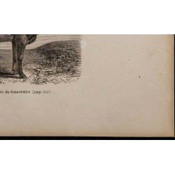 1860 - Vache drapée du Somersetshire 