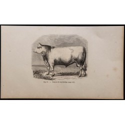 1860 - Taureau de race Durham 