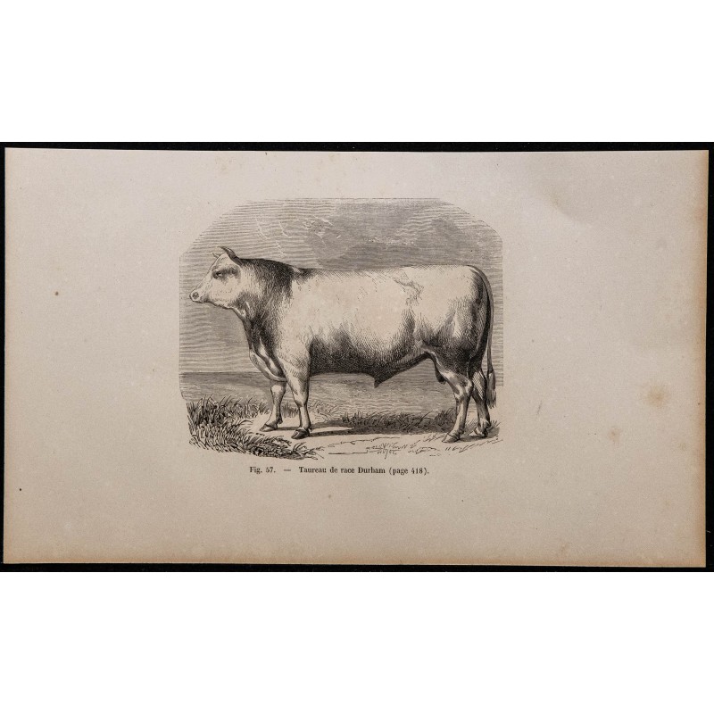 1860 - Taureau de race Durham 