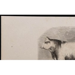 1860 - Taureau de race Durham 