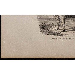 1860 - Taureau de race Durham 