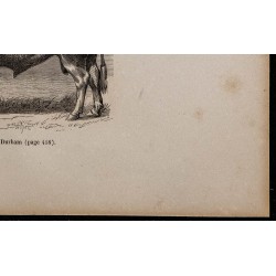 1860 - Taureau de race Durham 
