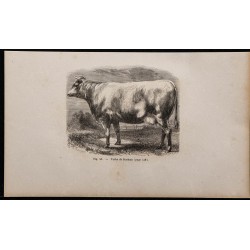 1860 - Vache de Durham 