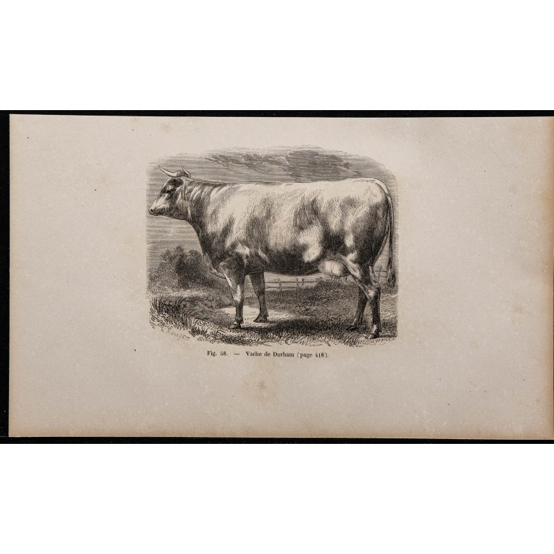 1860 - Vache de Durham 