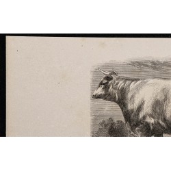 1860 - Vache de Durham 