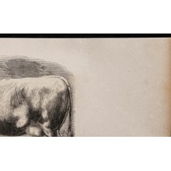 1860 - Vache de Durham 