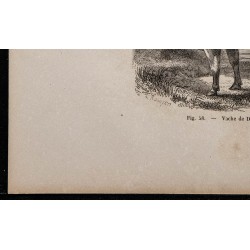 1860 - Vache de Durham 