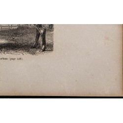 1860 - Vache de Durham 