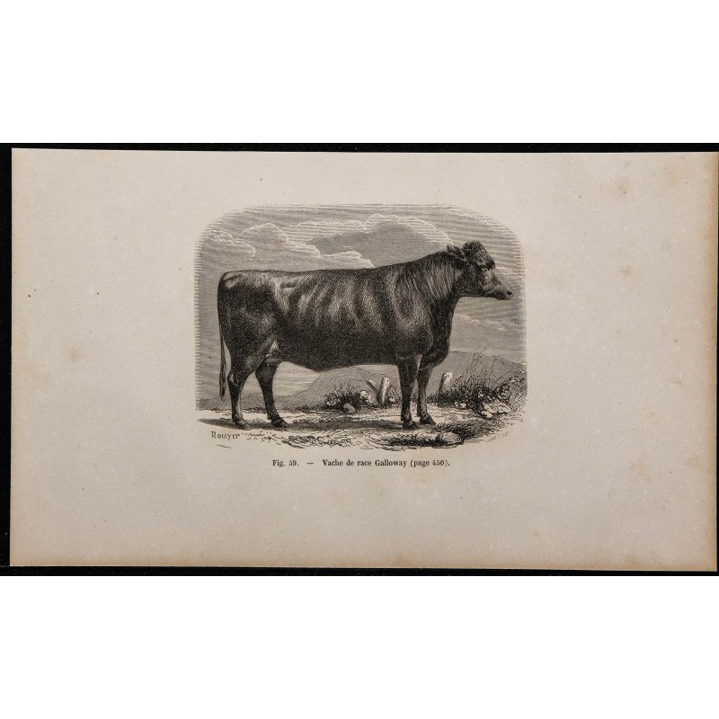 1860 - Vache de race Galloway 