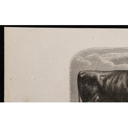 1860 - Vache de race Galloway 