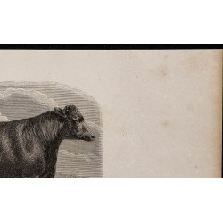 1860 - Vache de race Galloway 