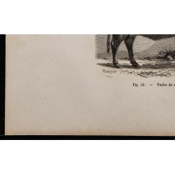 1860 - Vache de race Galloway 