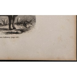 1860 - Vache de race Galloway 