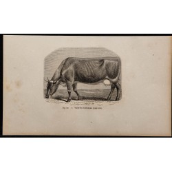 1860 - Vache du Glamorgan 