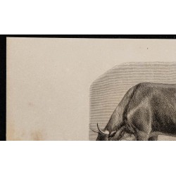 1860 - Vache du Glamorgan 