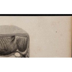 1860 - Vache du Glamorgan 