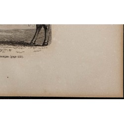 1860 - Vache du Glamorgan 
