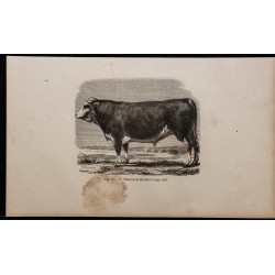 1860 - Taureau de Hereford 