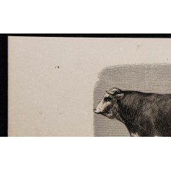 1860 - Taureau de Hereford 