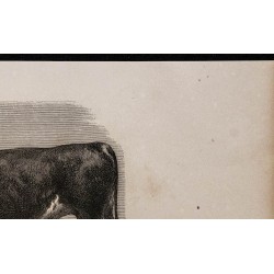 1860 - Taureau de Hereford 