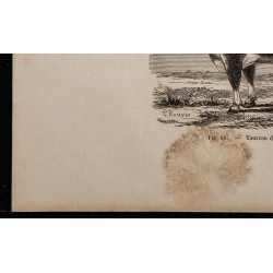 1860 - Taureau de Hereford 