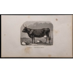 1860 - Vache du Kerry 