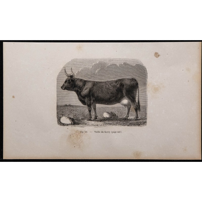 1860 - Vache du Kerry 
