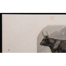 1860 - Vache du Kerry 
