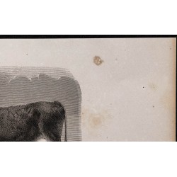 1860 - Vache du Kerry 