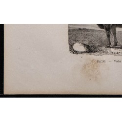 1860 - Vache du Kerry 
