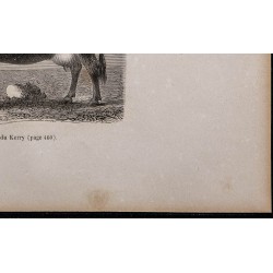 1860 - Vache du Kerry 