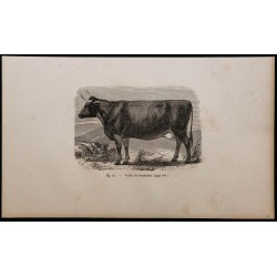 1860 - Vache de Pembroke 