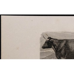 1860 - Vache de Pembroke 
