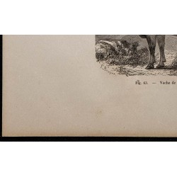 1860 - Vache de Pembroke 
