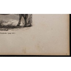 1860 - Vache de Pembroke 