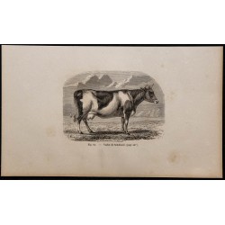 1860 - Vache de Schetland 