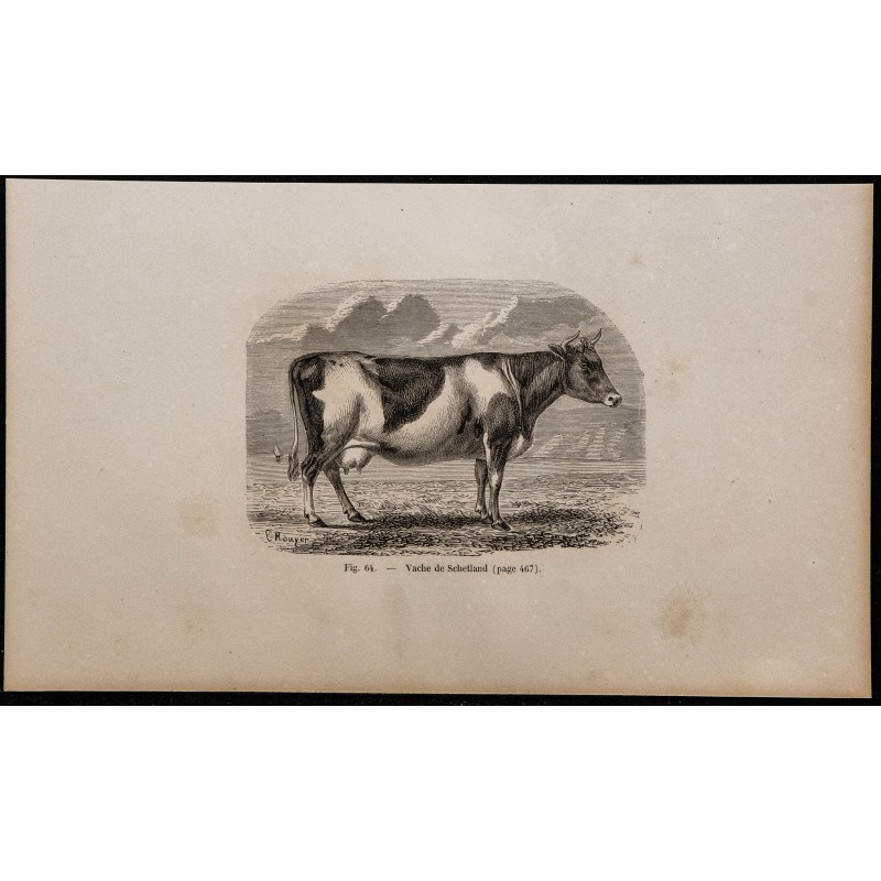1860 - Vache de Schetland 