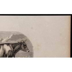 1860 - Vache de Schetland 