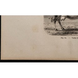 1860 - Vache de Schetland 
