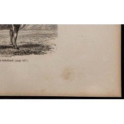 1860 - Vache de Schetland 