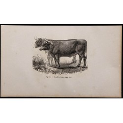 1860 - Bœufs de Sussex 