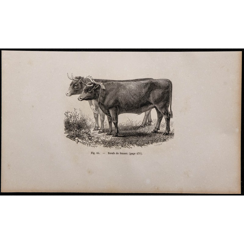 1860 - Bœufs de Sussex 