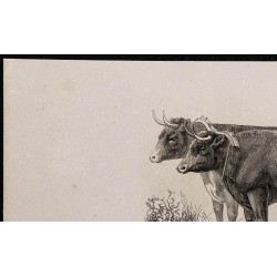 1860 - Bœufs de Sussex 