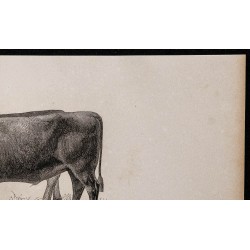 1860 - Bœufs de Sussex 