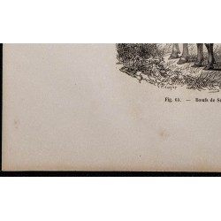 1860 - Bœufs de Sussex 