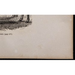 1860 - Bœufs de Sussex 