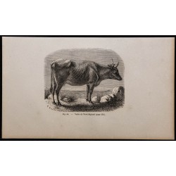 1860 - Vache de West-Highland 